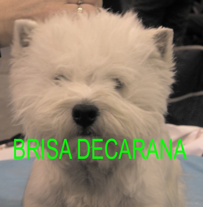 Brisa._Bruselx....jpg