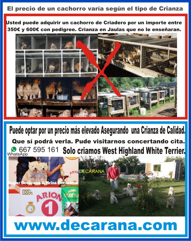 Cachorro West Higland White Terrier.