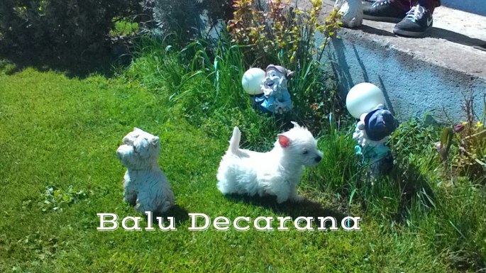 Cachorro West Higland White Terrier. Familiar Westie.