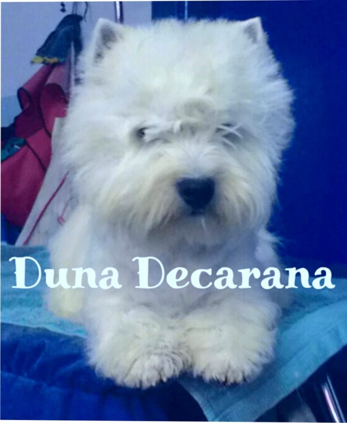 Duna_Decarana